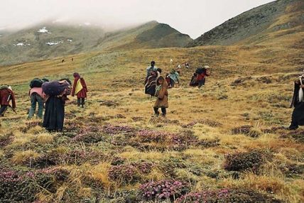 रोकियो यार्सा सङ्कलन रोकियो यार्सा सङ्कलन