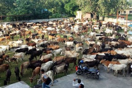 Stray cattle management an uphill task for Nepalgunj Stray cattle management an uphill task for Nepalgunj