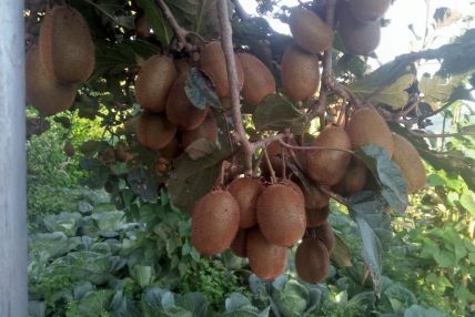 किवी खेतीतर्फ किसानको आकर्षण