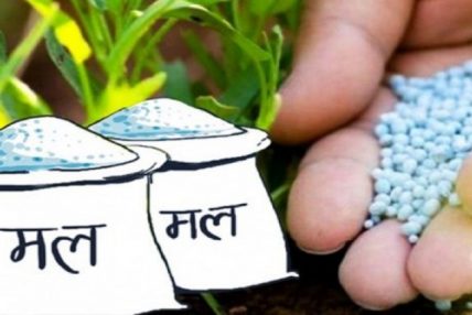 रसायनिक मल राख्न नपाउँदा धानखेतीमा प्रकोप रसायनिक मल राख्न नपाउँदा धानखेतीमा प्रकोप