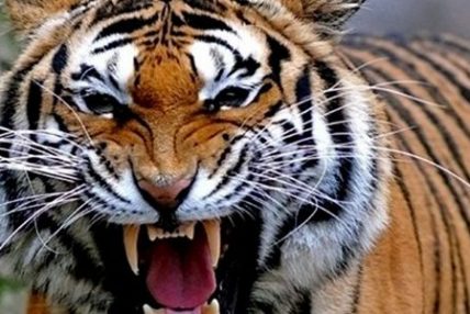 तीन वर्षमा वन्यजन्तुको आक्रमणबाट ३६ जनाको मृत्यु