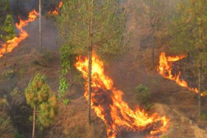 पाथीभरा क्षेत्रका सामुदायिक वनमा आगलागी पाथीभरा क्षेत्रका सामुदायिक वनमा आगलागी