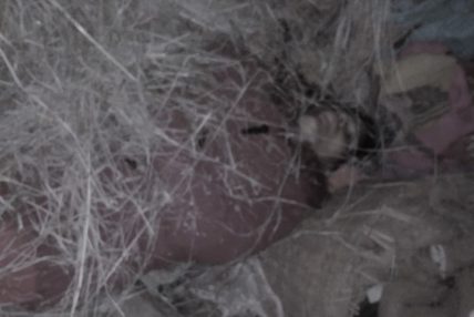 बैतडीमा आफ्नै बाबुले हानेको गोली लागेर छोरीको मृत्यु