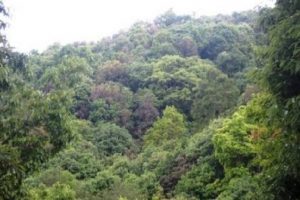 निकुञ्जद्वारा राहत वितरणको खर्च सार्वजनिक