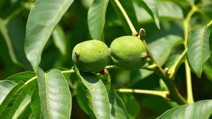 टर्कीबाट ल्याइएका ओखरको बिरुवा अनुदानमा कृषकलाई वितरण