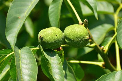 टर्कीबाट ल्याइएका ओखरको बिरुवा अनुदानमा कृषकलाई वितरण टर्कीबाट ल्याइएका ओखरको बिरुवा अनुदानमा कृषकलाई वितरण