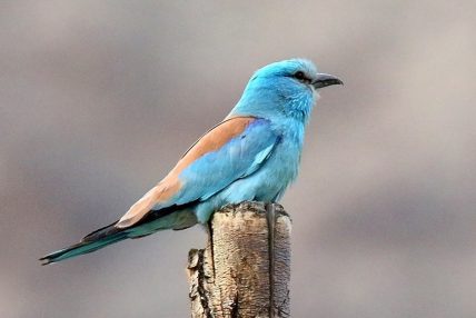 मुस्ताङमा नयाँ प्रजातिको चरा भेटियो
