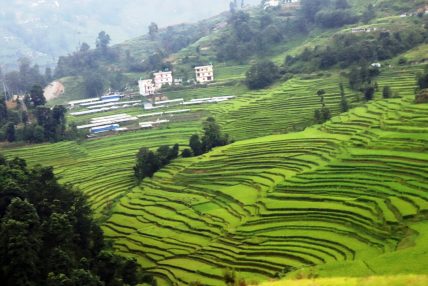 अनुदानमा लिइएको बीउ नफलेपछि क्षतिपूर्ति माग्दै कृषक