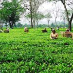 चिया निर्यात संकटले सयौँ उद्योग बन्द हुँदा लाखौँको जीविकामा असर