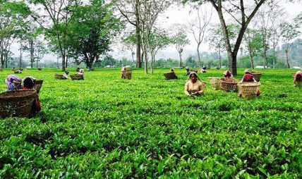 चिया निर्यात संकटले सयौँ उद्योग बन्द हुँदा लाखौँको जीविकामा असर चिया निर्यात संकटले सयौँ उद्योग बन्द हुँदा लाखौँको जीविकामा असर