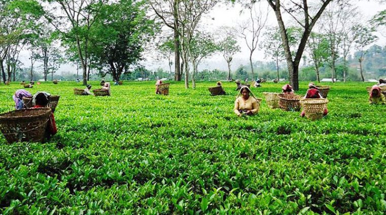 चिया निर्यात संकटले सयौँ उद्योग बन्द हुँदा लाखौँको जीविकामा असर