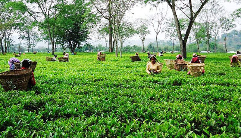 चिया निर्यात संकटले सयौँ उद्योग बन्द हुँदा लाखौँको जीविकामा असर